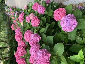 IMG_2039.jpeg